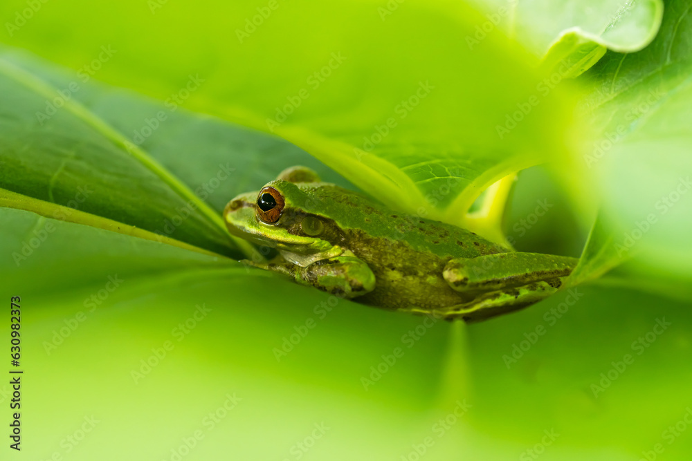 Rana Arborícola Cubana - Osteopilus septentrionalis Rana Arborícola Cubana - Osteopilus septentrionalis