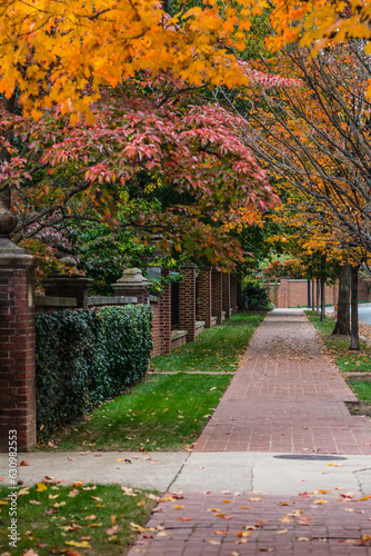 Sidewalk and street lined with tree with orange leaves.