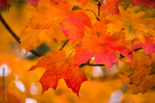 Orange  yellow  and gold leaves against blurred golden background.