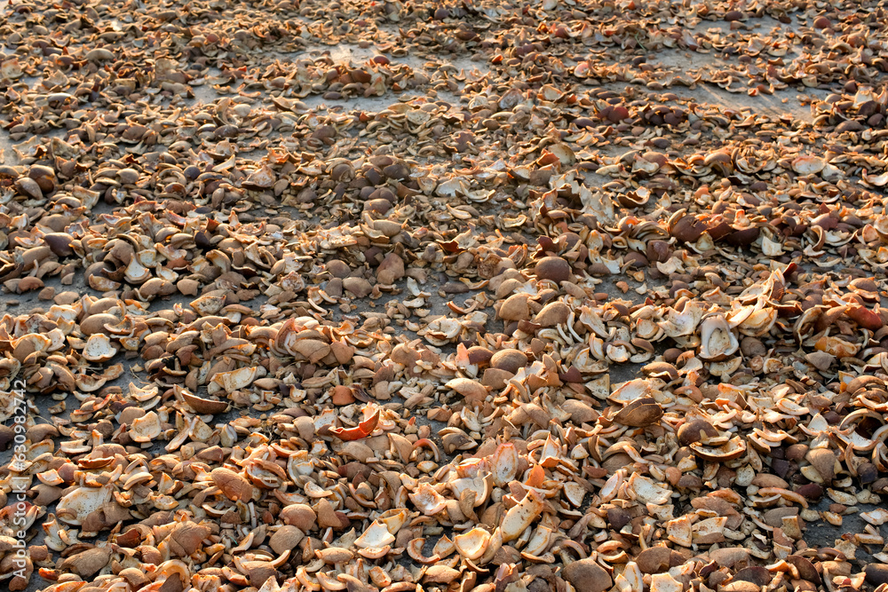 Dried copra from selected coconuts is used to extract coconut oil Dried copra from selected coconuts is used to extract coconut oil