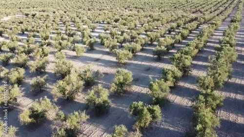 olive groves in the Cordoba countryside