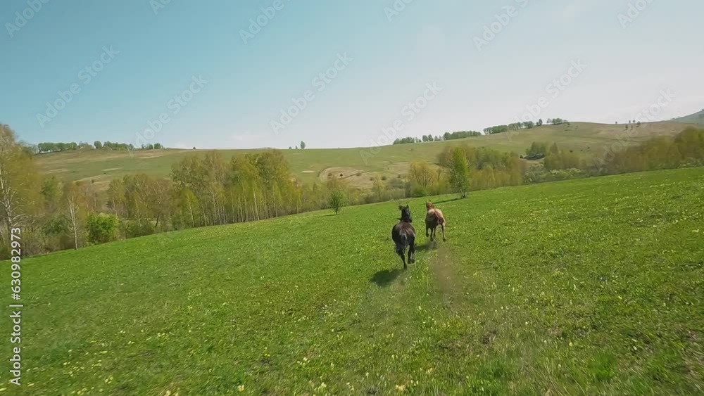 Active purebred horses race galloping along green meadow with small flowers aerial view. Equine animals canter in hilly valley on nice day slow motion Active purebred horses race galloping along green meadow with small flowers aerial view. Equine animals canter in hilly valley on nice day slow motion