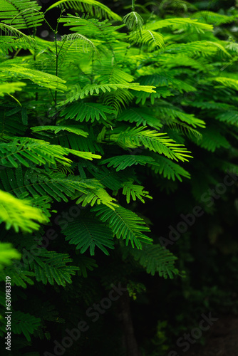 Fototapeta Naklejka Na Ścianę i Meble -  Close up fresh green Climbing wattle leaves background