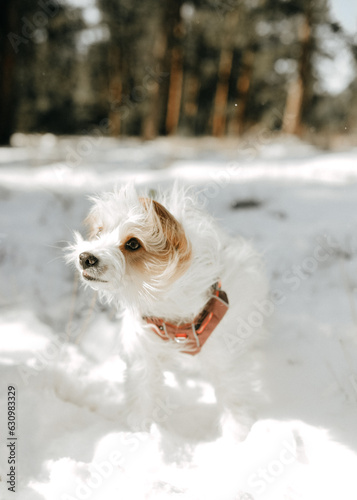 Cute Terrier Shakes His Head in Forest in Wintertime