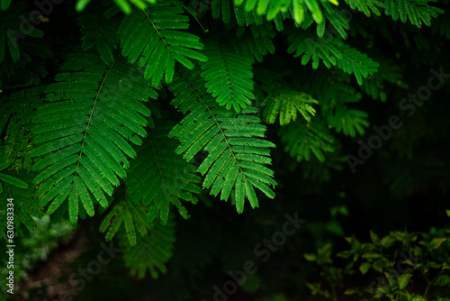 Fresh green tropical leaves background