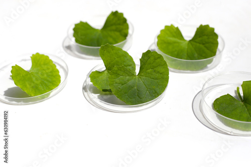 Fresh leaves of gotu kola in petri dishes on white background.