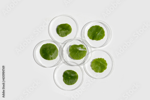 Centella asiatica (gotu kola). Fresh green leaves herb plant in petri dishes on white background.