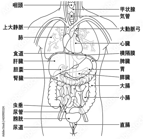 人体の主な内臓の配置がわかるイラスト photo