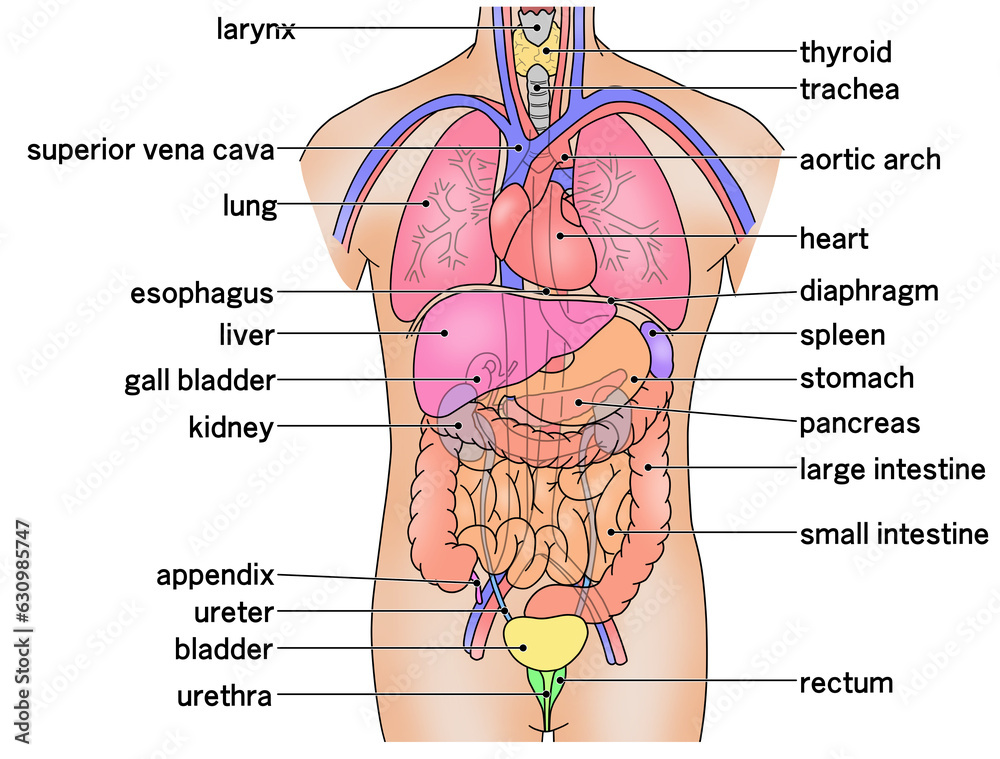 Obraz premium 人体の主な内臓の配置がわかるイラスト