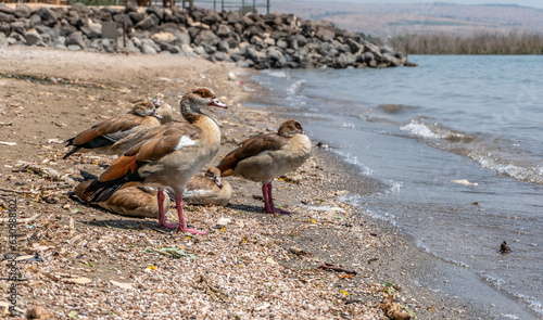 patos a la orilla del mar de galilea
