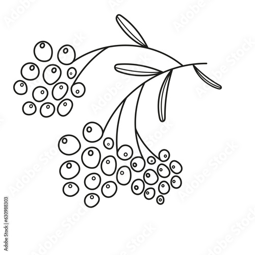 brush of autumn berries on a white background. Vector illustration
