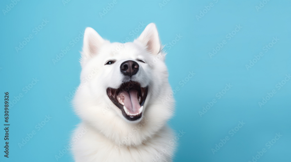 White laughing dog on blue solid background