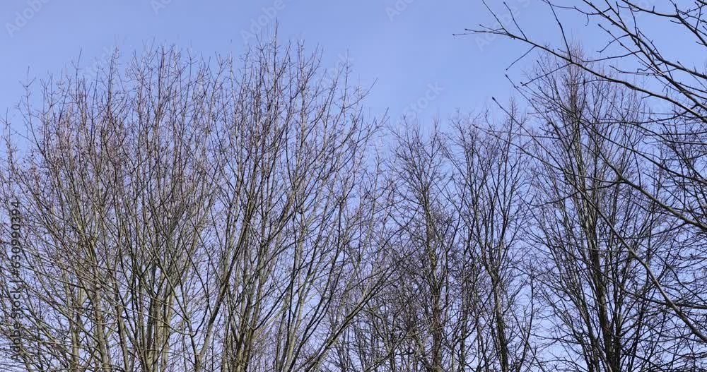 Bare trees in sunny spring weather, bare deciduous trees without foliage on a bright sunny day in spring Bare trees in sunny spring weather, bare deciduous trees without foliage on a bright sunny day in spring