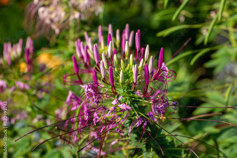 Close up texture view of a beautiful purple and white spider flower (cleome), blooming in a sunny garden in early evening Close up texture view of a beautiful purple and white spider flower (cleome), blooming in a sunny garden in early evening