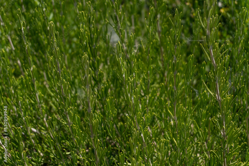 Obraz premium cesped