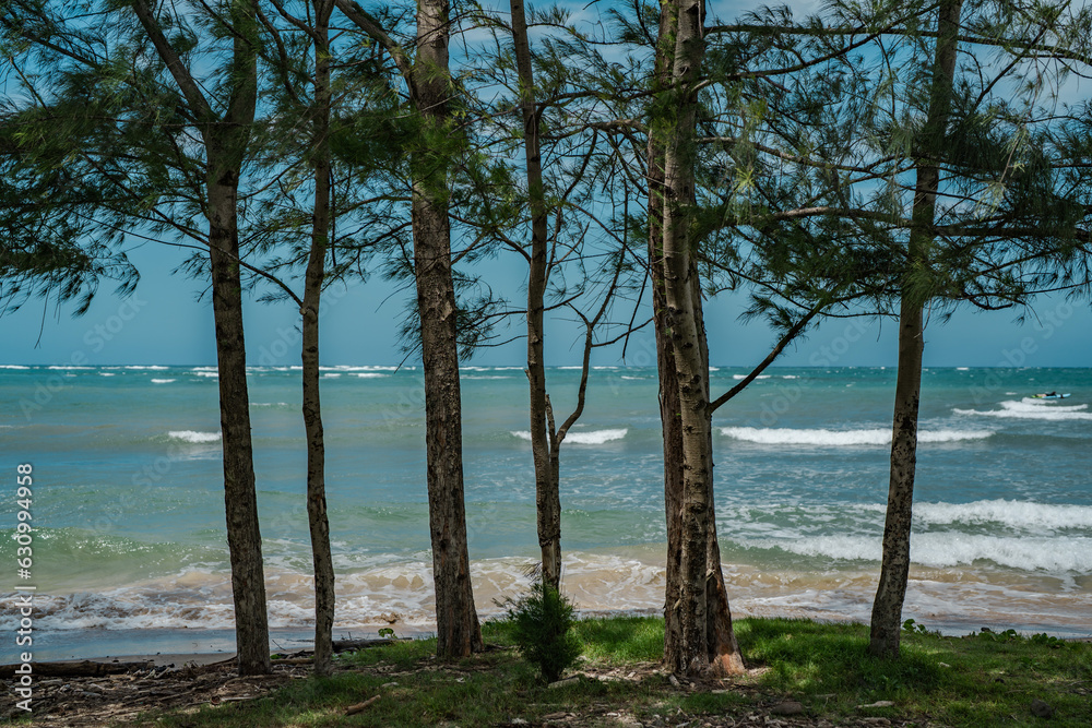 Beach swings, Punaluu Beach, North Shore, Oahu Hawaii. Casuarina equisetifolia, coastal she-oak, horsetail she-oak, beach sheoak, beach casuarina or whistling tree
