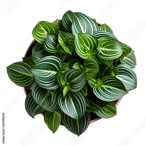Houseplant in pot, Top view, Cutout.