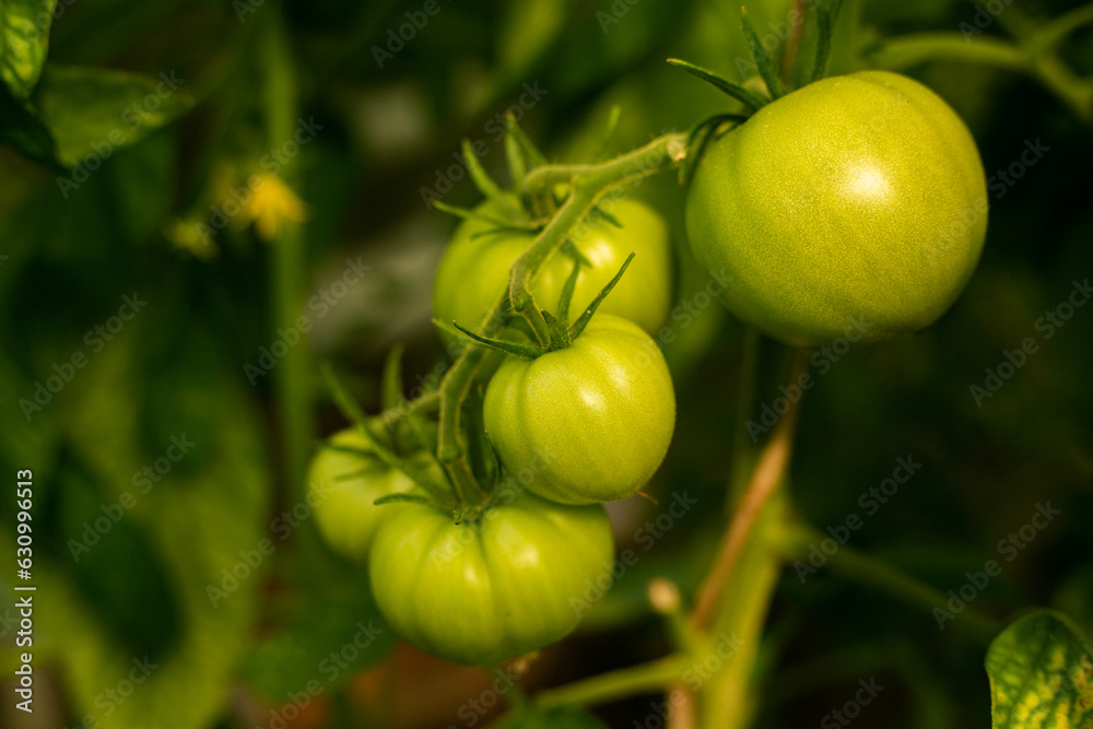 Tomatoes on a branch. Unripe green tomatoes. Bush with green vegetables in the garden. Environmentally friendly product. Vegetarianism.