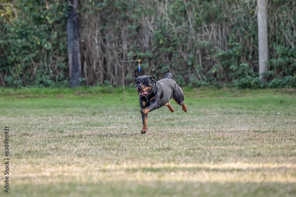 young black rottweiler dog training for protection sport and police