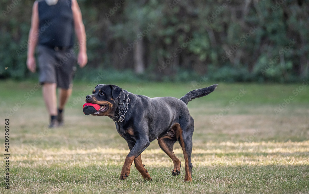 young black rottweiler dog training for protection sport and police