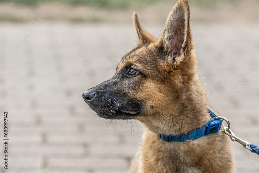 Cute brown German Shepherd dog baby puppy looks closely at the owner Cute brown German Shepherd dog baby puppy looks closely at the owner