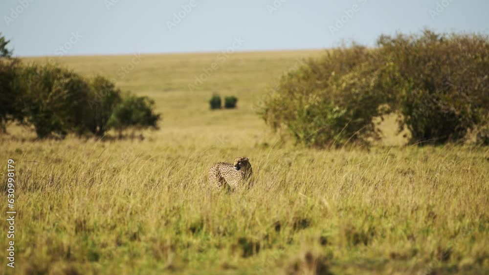Slow Motion of Cheetah Walking in Long Savanna Grass, African Safari Wildlife Animal in Savannah Grasses in Maasai Mara, Kenya in Africa in Maasai Mara, Prowling in Grassland Plains Landscape Scenery Slow Motion of Cheetah Walking in Long Savanna Grass, African Safari Wildlife Animal in Savannah Grasses in Maasai Mara, Kenya in Africa in Maasai Mara, Prowling in Grassland Plains Landscape Scenery