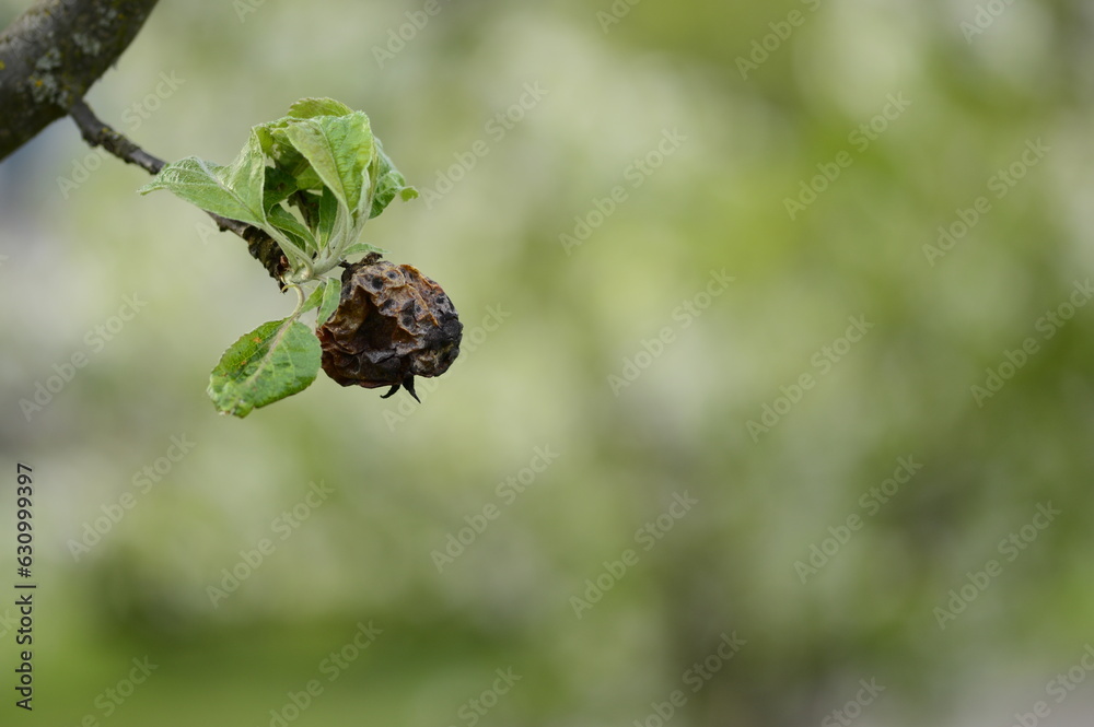 Closeup pear fruit mummy on the tree with blurred background in spring garden Closeup pear fruit mummy on the tree with blurred background in spring garden