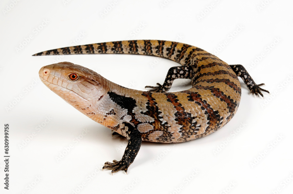 Naklejka premium Indonesian blue-tongued skink // Riesenblauzungenskink, Südlicher Neuguinea-Blauzungenskink (Tiliqua gigas evanescens)