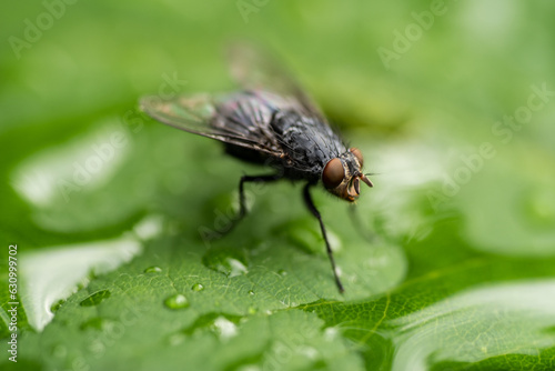 close-up photo of a fly on a leaf with water drops