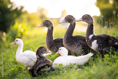 a group of beautiful little ducks are grazing in a pasture