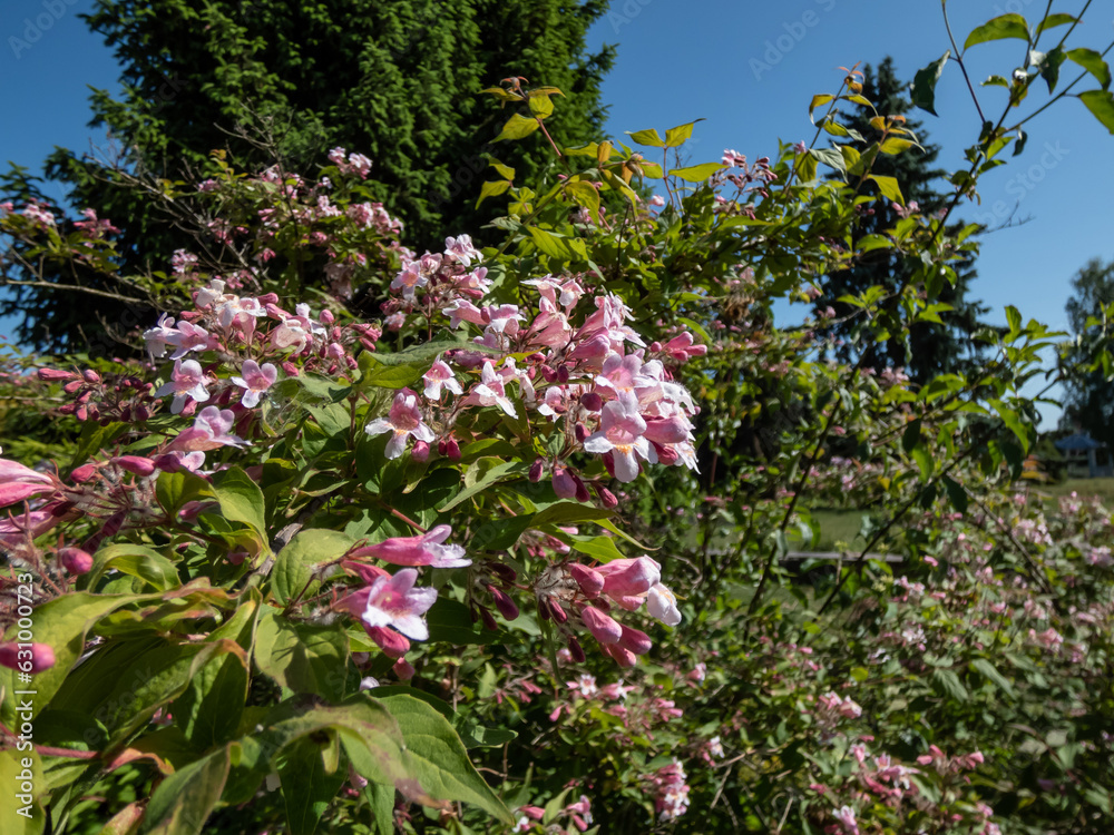 Ornamental plant Beauty bush - Linnaea amabilis (Kolkwitzia amabilis) blooming in late spring with light pink, bell-shaped flowers in the park Ornamental plant Beauty bush - Linnaea amabilis (Kolkwitzia amabilis) blooming in late spring with light pink, bell-shaped flowers in the park