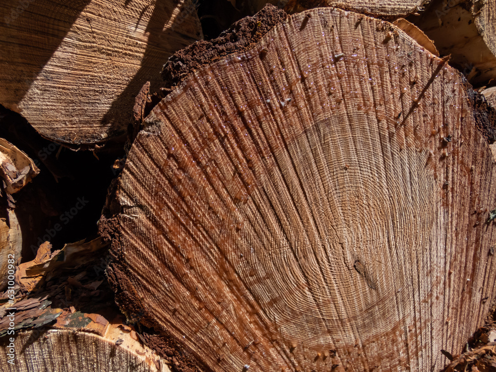 Close-up of the big pile of cut down tree logs in the forest. Stack of wood, firewood. Deforestation concept Close-up of the big pile of cut down tree logs in the forest. Stack of wood, firewood. Deforestation concept
