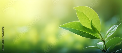 A close-up photograph of a beautiful green leaf with a blurred background of greenery in a garden  with