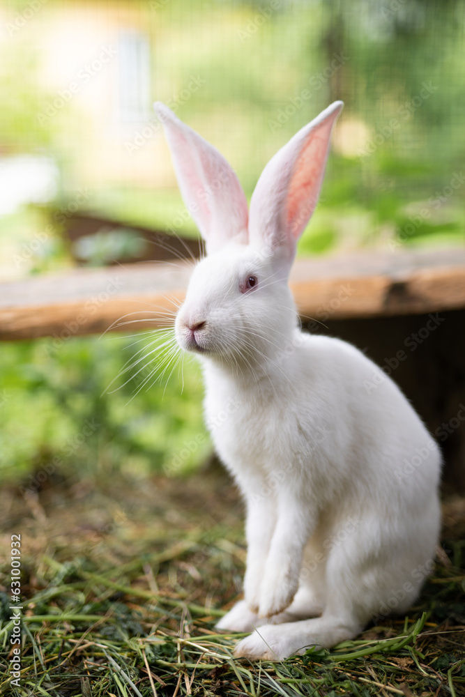 a beautiful white domestic rabbit is grazing and walking outdoors a beautiful white domestic rabbit is grazing and walking outdoors