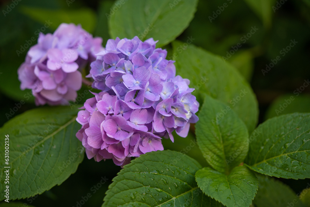 beautiful pink hydrangea flowers in the garden beautiful pink hydrangea flowers in the garden