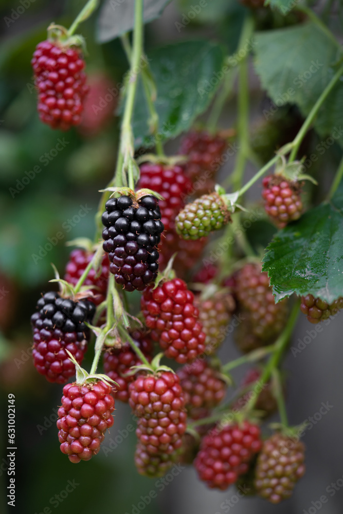 delicious and juicy blackberry fruits on a bush in the garden delicious and juicy blackberry fruits on a bush in the garden