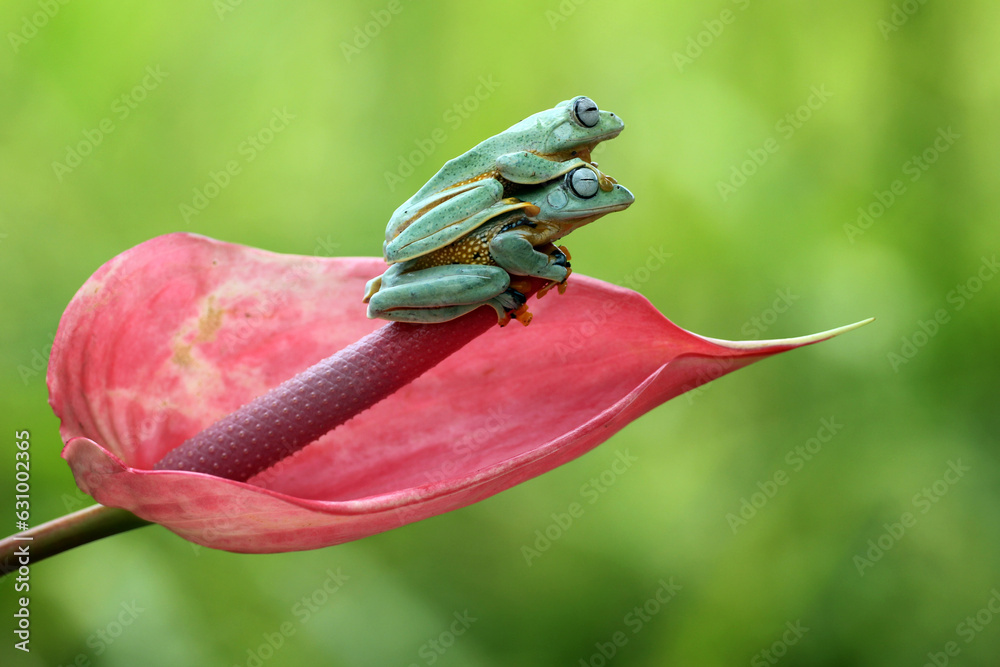 Naklejka premium frog, cute, two cute frogs
