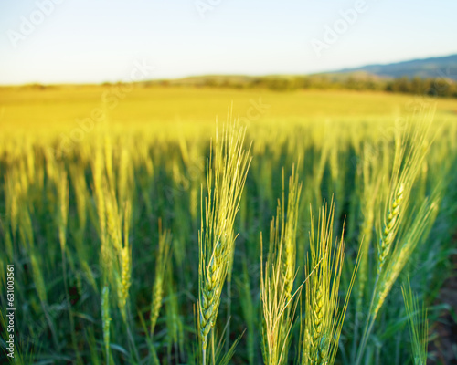 image of a field of wheat, View of fresh ears of young green wheat and nature in spring summer field close-up, soft blurred sky background photo