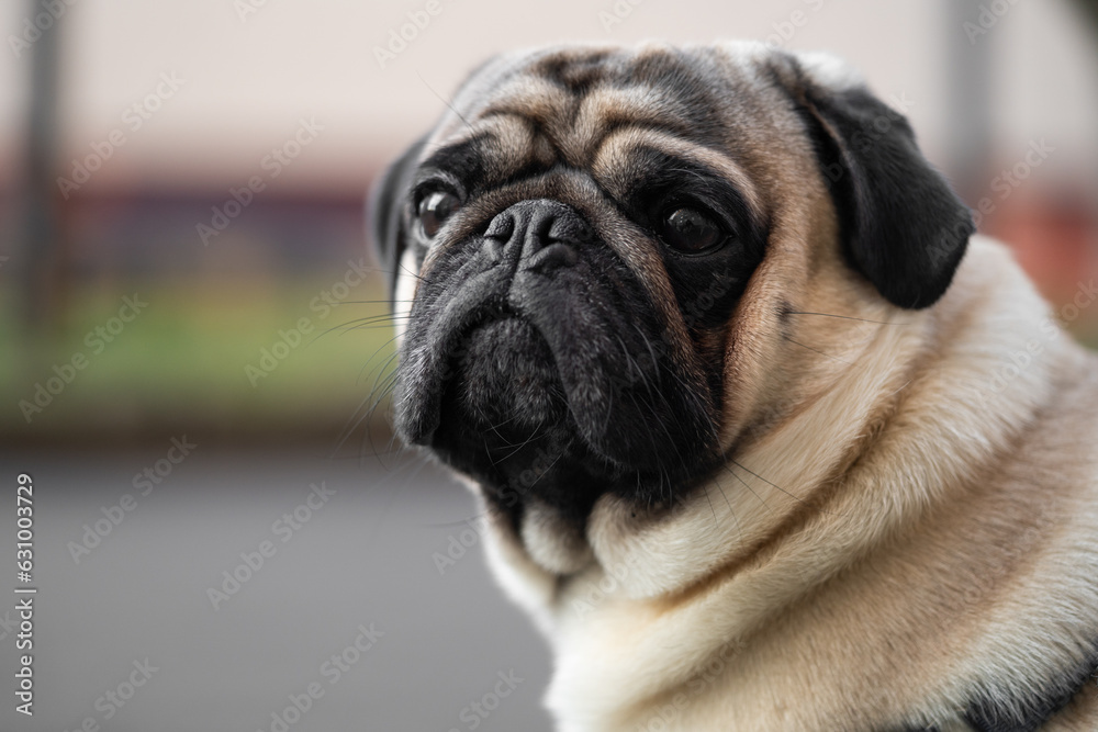 close-up portrait of a pug dog's face on the street