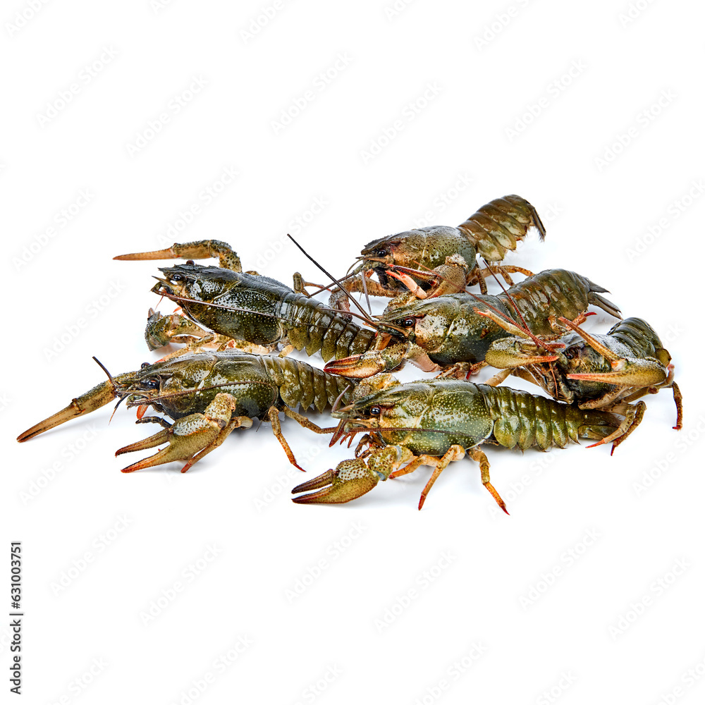 Crayfish live on a white background Crayfish live on a white background