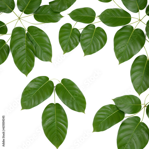 Green Plant On White Background 