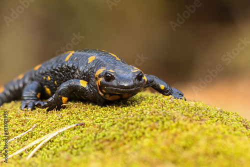 Macro picture of Fire Salamander