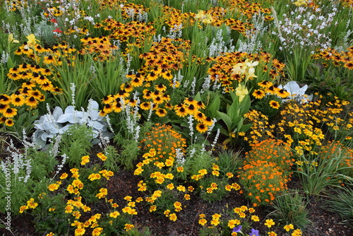 Gelbe Blumenpflanzung