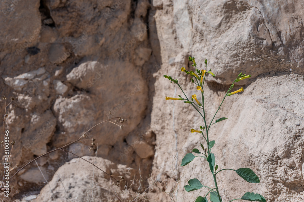 herodium park