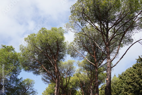 Tall trees at Filerimos mountain. Rhodes. Greece photo