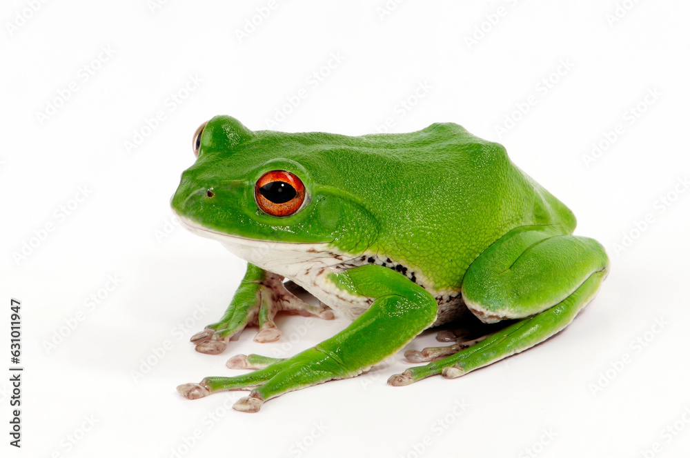 Fototapeta premium Forest green tree frog // Japanischer Ruderfrosch, Grüner Flugfrosch (Zhangixalus arboreus / Rhacophorus arboreus) - Japan
