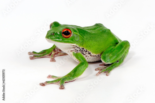 Forest green tree frog    Japanischer Ruderfrosch  Gr  ner Flugfrosch  Zhangixalus arboreus   Rhacophorus arboreus  - Japan