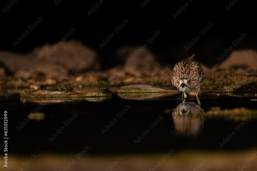 Bird in Selective Focus: Close-up of Bird in Darkness Bird in Selective Focus: Close-up of Bird in Darkness