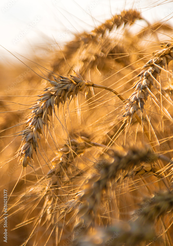 Wheat growing spikelets field harvest. Selective focus. Wheat growing spikelets field harvest. Selective focus.