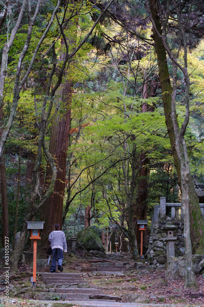 Fototapeta premium 緑や黄色、赤い紅葉に包まれたお寺と階段